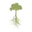 Magic Roots logo